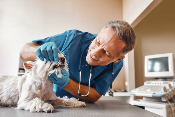 Best Emergency Denture Repair in Bayou Cane, LA